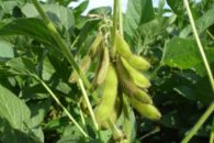 Bioinsumo