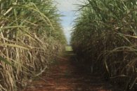 Plantação de cana-de-açúcar