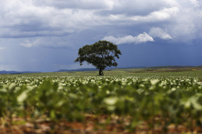 Destaque - Chamadas de Posts