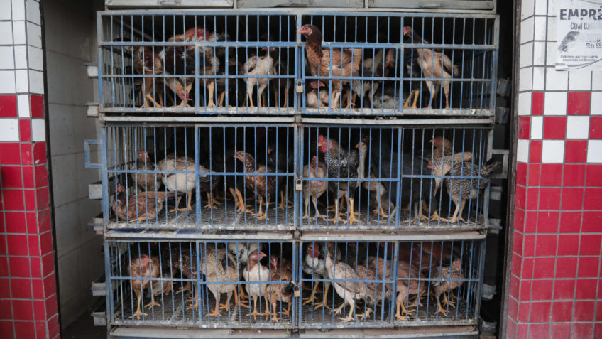 Venda frangos no Paranoá (região administrativa do DF). O Ministério da Agricultura e Pecuária informou que o risco de infecção humana por gripe aviária é considerado baixo, geralmente restrito a pessoas com contato direto com aves contaminadas (vivas ou mortas). O órgão confirmou o 1º foco do vírus da influenza aviária em aves de criação comercial no Brasil. Segundo o ministério, os produtos inspecionados no local permanecem seguros para consumo.