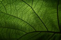 sustentabilidade; crise climática